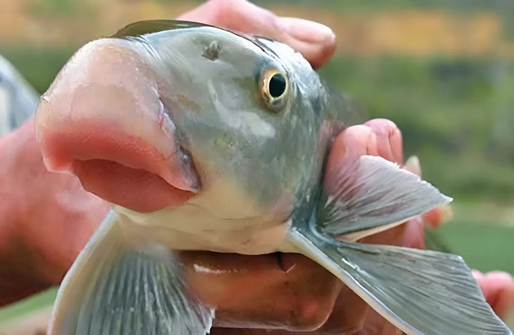 Cá anh vũ (Semilabeo notabilis) là một trong những loài thủy sản quý hiếm bậc nhất tại Việt Nam, thường được gọi là “cá tiến vua” và nằm trong nhóm Ngũ quý hà thủy – 5 loài cá quý nhất nước ta.