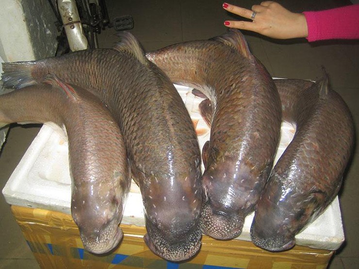 Cá anh vũ (Semilabeo notabilis) là một trong những loài thủy sản quý hiếm bậc nhất tại Việt Nam, thường được gọi là “cá tiến vua” và nằm trong nhóm Ngũ quý hà thủy – 5 loài cá quý nhất nước ta.