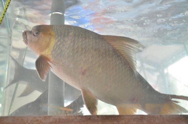 Cá anh vũ (Semilabeo notabilis) là một trong những loài thủy sản quý hiếm bậc nhất tại Việt Nam, thường được gọi là “cá tiến vua” và nằm trong nhóm Ngũ quý hà thủy – 5 loài cá quý nhất nước ta.