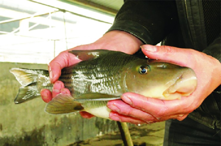 Cá anh vũ (Semilabeo notabilis) là một trong những loài thủy sản quý hiếm bậc nhất tại Việt Nam, thường được gọi là “cá tiến vua” và nằm trong nhóm Ngũ quý hà thủy – 5 loài cá quý nhất nước ta.