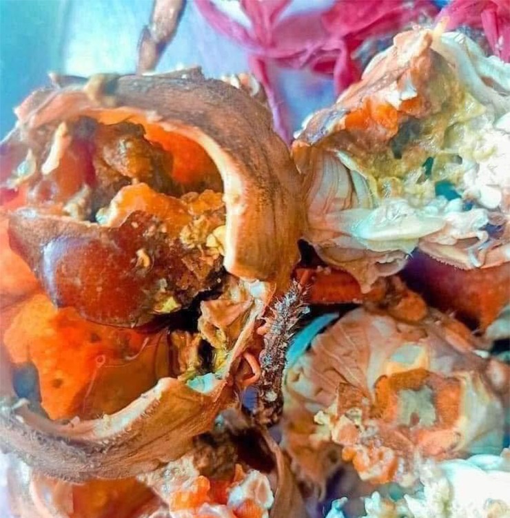 C&ugrave; kỳ l&agrave; một loại hải sản nức tiếng, mang đến nguồn thu nhập ổn định cho nhiều hộ d&acirc;n ven biển ở Quảng Ninh.