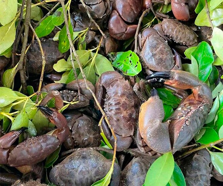 C&ugrave; kỳ l&agrave; một loại hải sản nức tiếng, mang đến nguồn thu nhập ổn định cho nhiều hộ d&acirc;n ven biển ở Quảng Ninh.