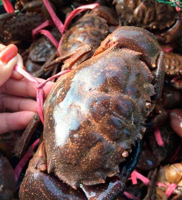 C&ugrave; kỳ l&agrave; một loại hải sản nức tiếng, mang đến nguồn thu nhập ổn định cho nhiều hộ d&acirc;n ven biển ở Quảng Ninh.