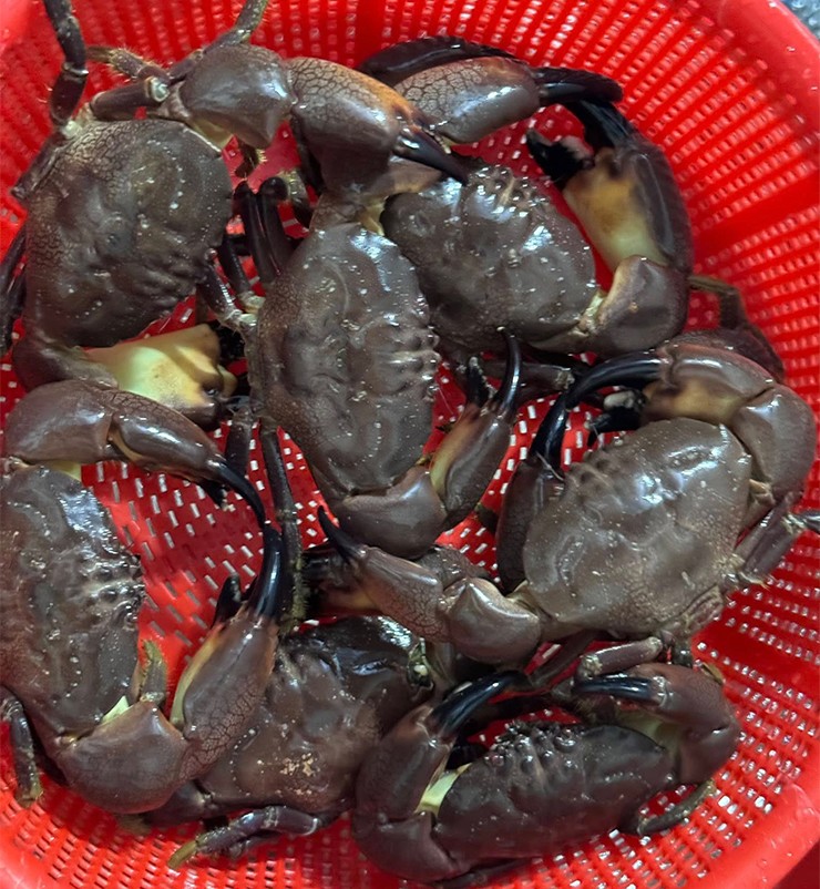 C&ugrave; kỳ l&agrave; một loại hải sản nức tiếng, mang đến nguồn thu nhập ổn định cho nhiều hộ d&acirc;n ven biển ở Quảng Ninh.